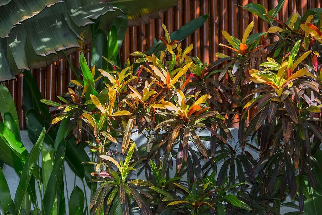 Villa Green Mango-1